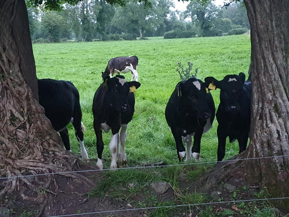 Glasson Glamping Farm Athlone Bagian luar foto
